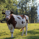Инвестпроекты по молочным фермам в Чувашии получат поддержку - Минсельхоз