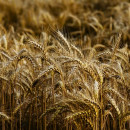 Зерносушилку производительностью до 100 тонн в час ввели в эксплуатацию в Саратовской области